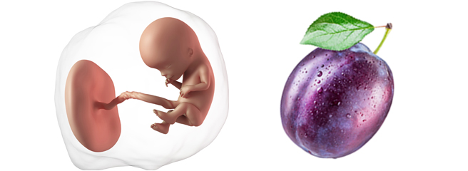 Minggu ini, bayi Anda telah tumbuh hingga sebesar buah plum