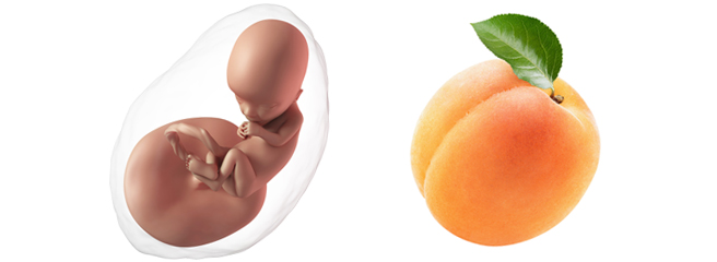 Minggu ini, ukuran bayi Anda sebesar buah persik