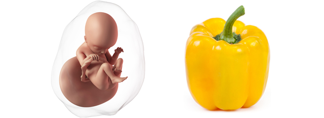 Ukuran bayi Anda sekarang sebesar paprika